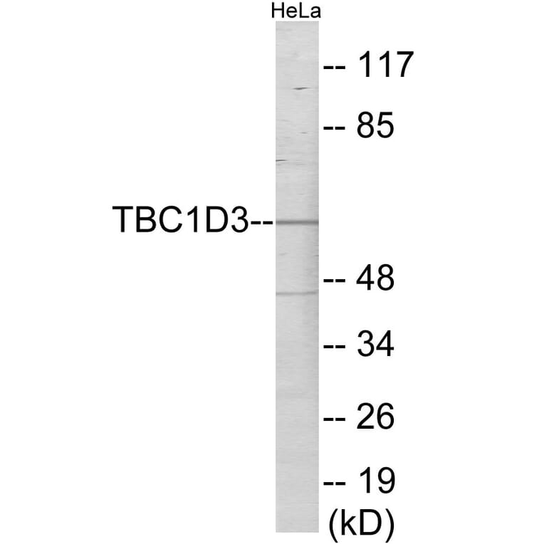 Western Blot - TBC1D3 Cell Based ELISA Kit (CB6078) - Antibodies.com