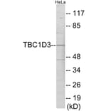 Western Blot - TBC1D3 Cell Based ELISA Kit (CB6078) - Antibodies.com