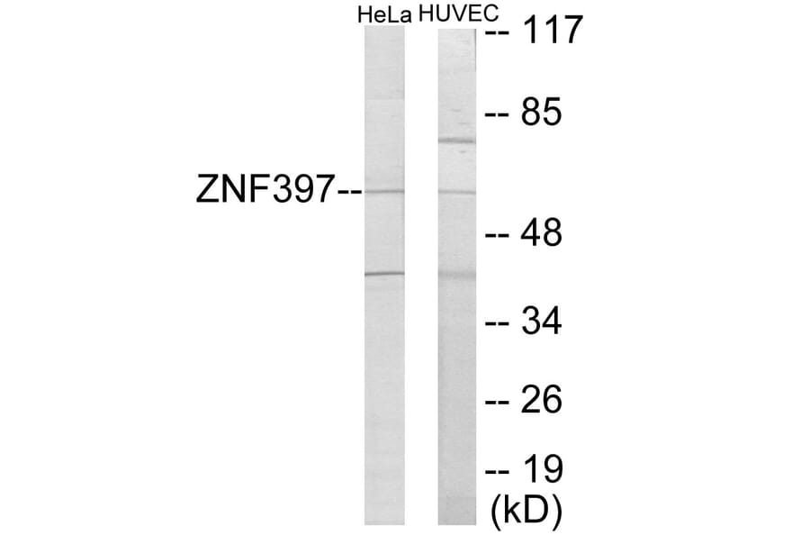 Western Blot - ZNF397 Cell Based ELISA Kit (CB6082) - Antibodies.com