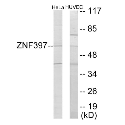Western Blot - ZNF397 Cell Based ELISA Kit (CB6082) - Antibodies.com