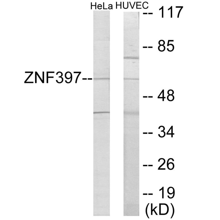 Western Blot - ZNF397 Cell Based ELISA Kit (CB6082) - Antibodies.com