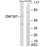 Western Blot - ZNF397 Cell Based ELISA Kit (CB6082) - Antibodies.com