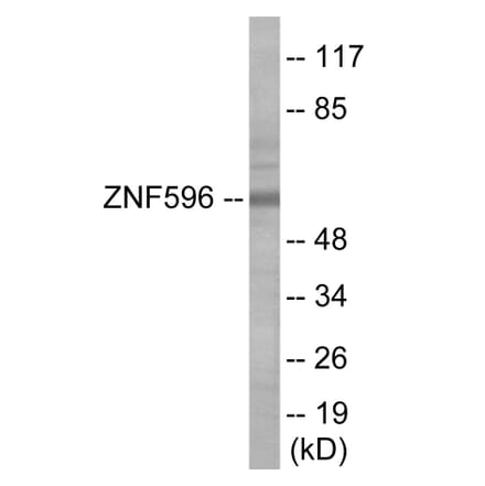 Western Blot - ZNF596 Cell Based ELISA Kit (CB6089) - Antibodies.com