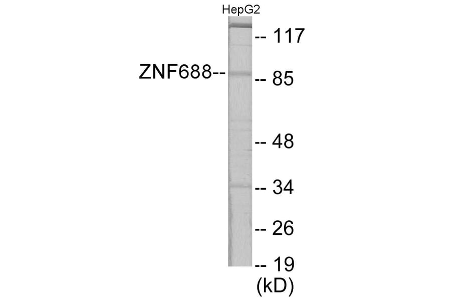 Western Blot - ZNF785 Cell Based ELISA Kit (CB6095) - Antibodies.com