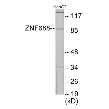 Western Blot - ZNF785 Cell Based ELISA Kit (CB6095) - Antibodies.com
