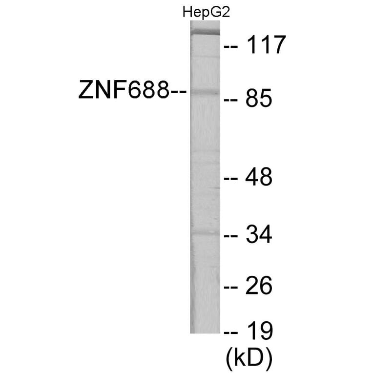 Western Blot - ZNF785 Cell Based ELISA Kit (CB6095) - Antibodies.com
