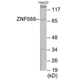 Western Blot - ZNF785 Cell Based ELISA Kit (CB6095) - Antibodies.com