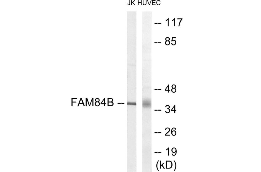 Western Blot - FAM84B Cell Based ELISA Kit (CB6115) - Antibodies.com