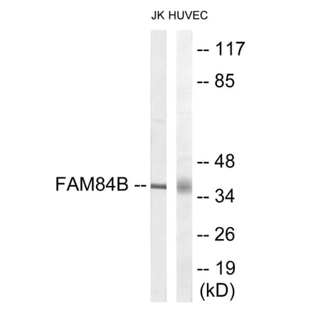 Western Blot - FAM84B Cell Based ELISA Kit (CB6115) - Antibodies.com