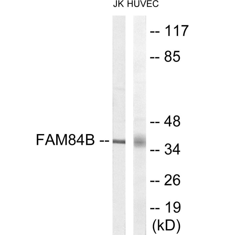 Western Blot - FAM84B Cell Based ELISA Kit (CB6115) - Antibodies.com