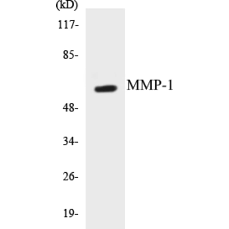 Western Blot - MMP-1 Cell Based ELISA Kit (CB5455) - Antibodies.com