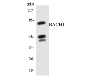 Western Blot - BACH1 Cell Based ELISA Kit (CB5772) - Antibodies.com