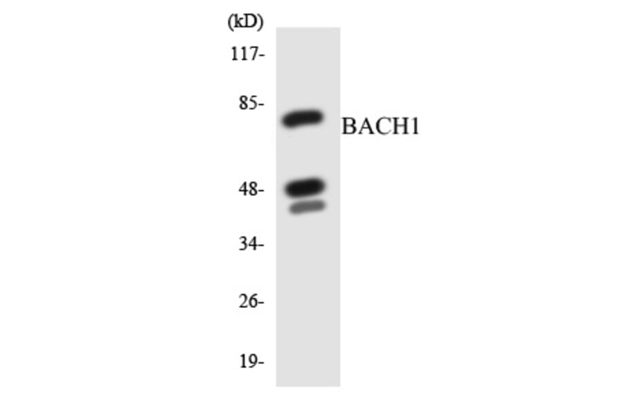 Western Blot - BACH1 Cell Based ELISA Kit (CB5772) - Antibodies.com