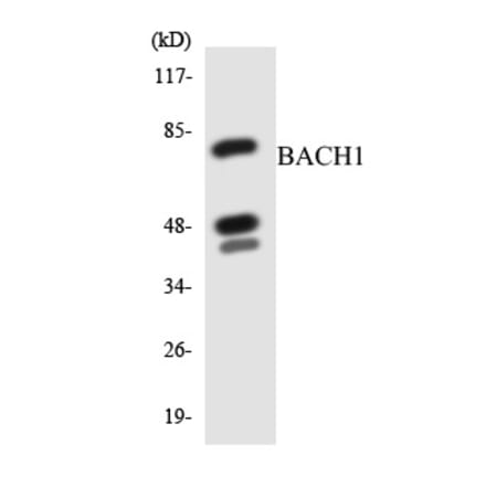 Western Blot - BACH1 Cell Based ELISA Kit (CB5772) - Antibodies.com
