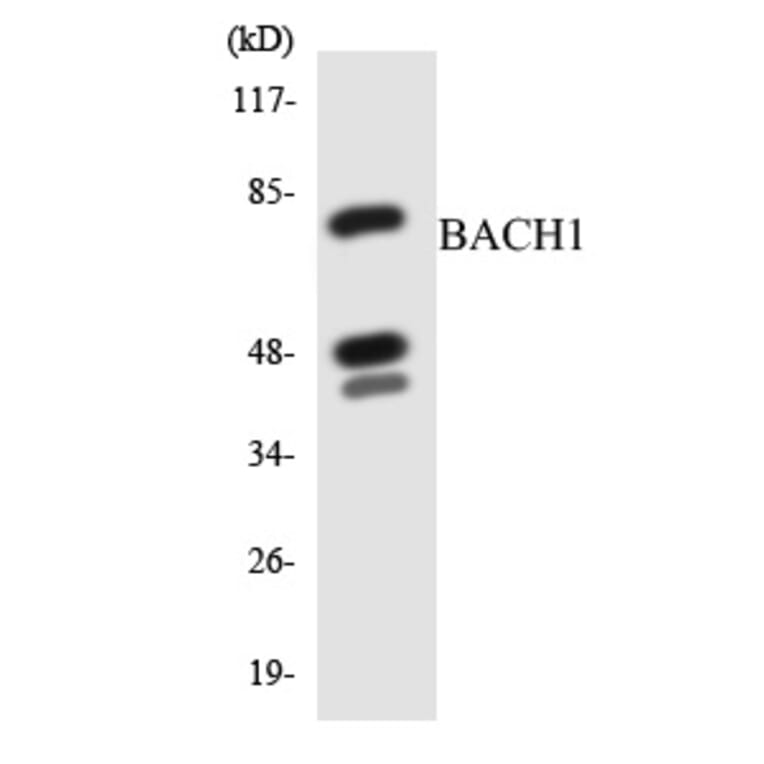 Western Blot - BACH1 Cell Based ELISA Kit (CB5772) - Antibodies.com