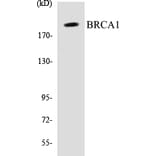 Western Blot - BRCA1 Cell Based ELISA Kit (CB5079) - Antibodies.com