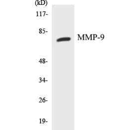 Western Blot - MMP-9 Cell Based ELISA Kit (CB5467) - Antibodies.com