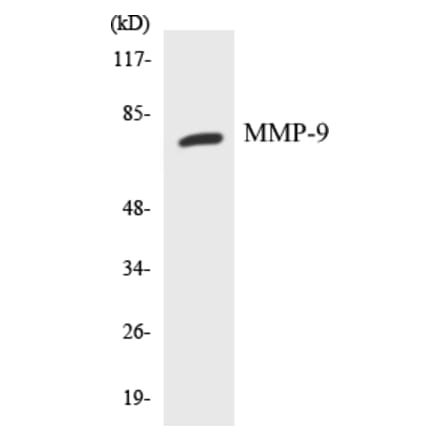Western Blot - MMP-9 Cell Based ELISA Kit (CB5467) - Antibodies.com