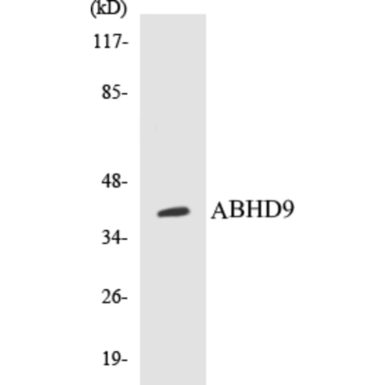 Western Blot - ABHD9 Cell Based ELISA Kit (CB5014) - Antibodies.com