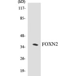 Western Blot - FOXN2 Cell Based ELISA Kit (CB5274) - Antibodies.com