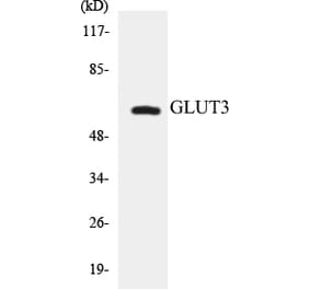 Western Blot - GLUT3 Cell Based ELISA Kit (CB5300) - Antibodies.com