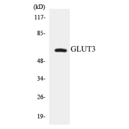 Western Blot - GLUT3 Cell Based ELISA Kit (CB5300) - Antibodies.com