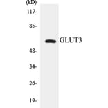 Western Blot - GLUT3 Cell Based ELISA Kit (CB5300) - Antibodies.com