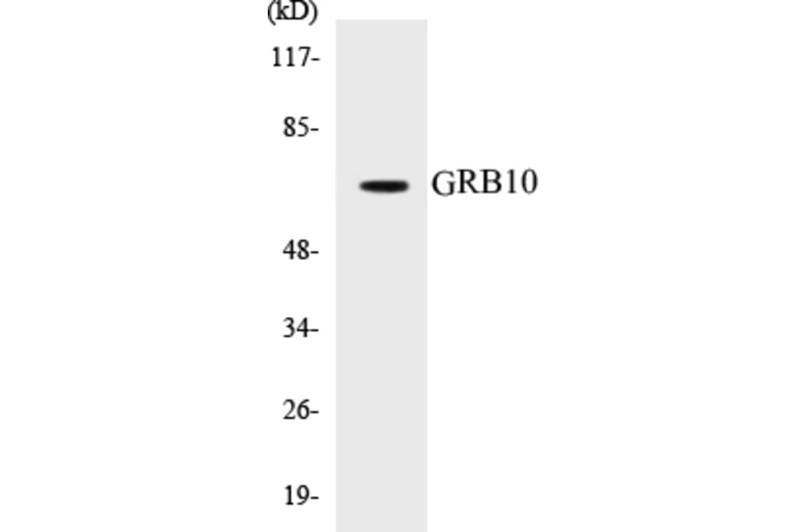 Western Blot - GRB10 Cell Based ELISA Kit (CB5304) - Antibodies.com