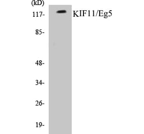 Western Blot - KIF11 Cell Based ELISA Kit (CB5403) - Antibodies.com