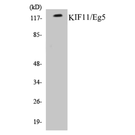 Western Blot - KIF11 Cell Based ELISA Kit (CB5403) - Antibodies.com