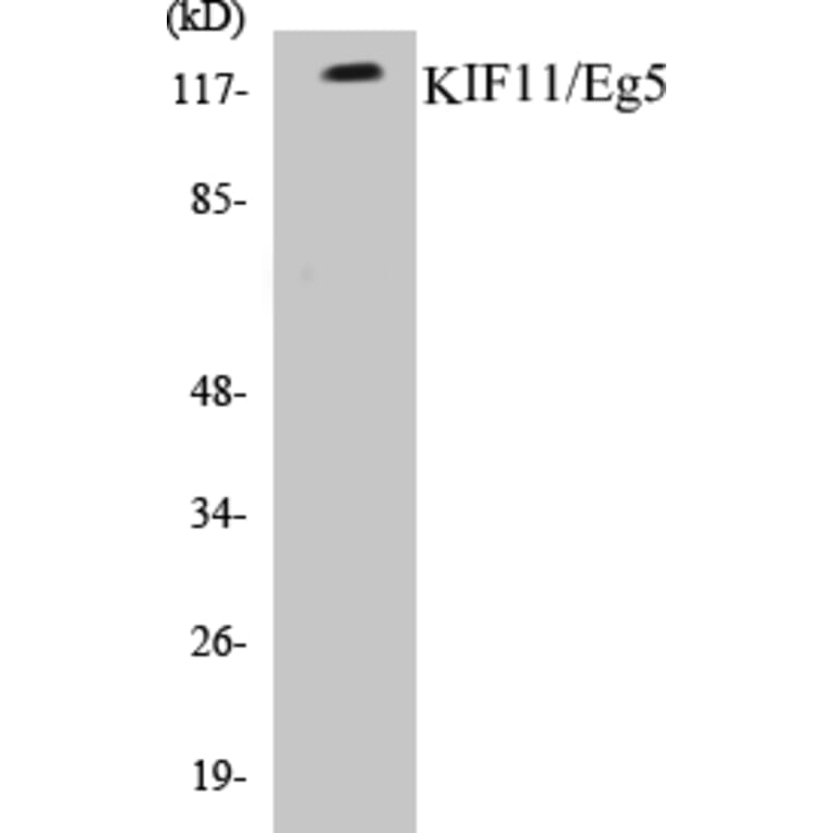 Western Blot - KIF11 Cell Based ELISA Kit (CB5403) - Antibodies.com