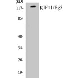 Western Blot - KIF11 Cell Based ELISA Kit (CB5403) - Antibodies.com