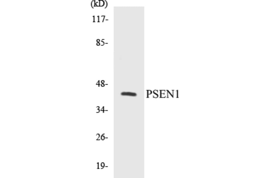 Western Blot - PSEN1 Cell Based ELISA Kit (CB5592) - Antibodies.com