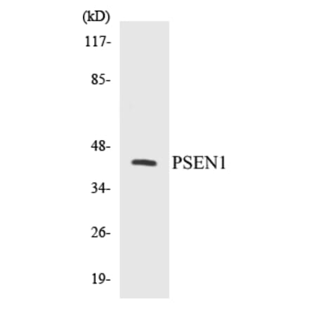 Western Blot - PSEN1 Cell Based ELISA Kit (CB5592) - Antibodies.com