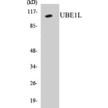 Western Blot - UBE1L Cell Based ELISA Kit (CB5713) - Antibodies.com