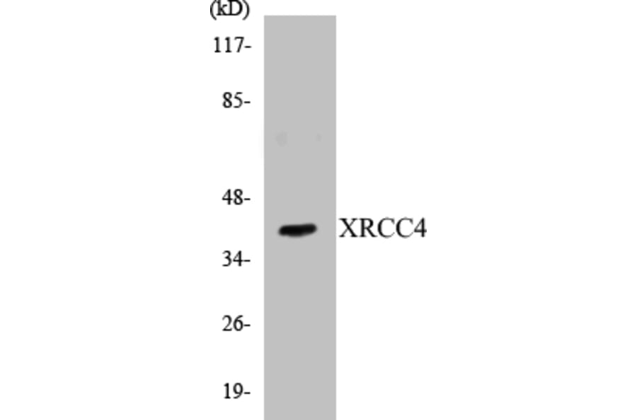 Western Blot - XRCC4 Cell Based ELISA Kit (CB5737) - Antibodies.com