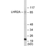 Western Blot - LHR2A Cell Based ELISA Kit (CB5765) - Antibodies.com