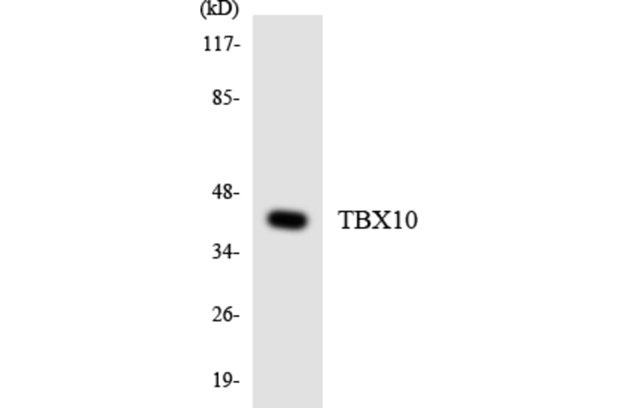 Western Blot - TBX10 Cell Based ELISA Kit (CB5797) - Antibodies.com