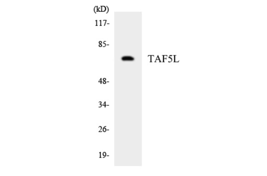 Western Blot - TAF5L Cell Based ELISA Kit (CB5803) - Antibodies.com