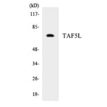 Western Blot - TAF5L Cell Based ELISA Kit (CB5803) - Antibodies.com