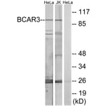 Western Blot - BCAR3 Cell Based ELISA Kit (CB5805) - Antibodies.com