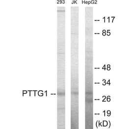 Western Blot - PTTG1 Cell Based ELISA Kit (CB5827) - Antibodies.com