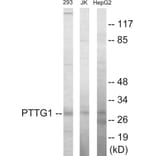 Western Blot - PTTG1 Cell Based ELISA Kit (CB5827) - Antibodies.com
