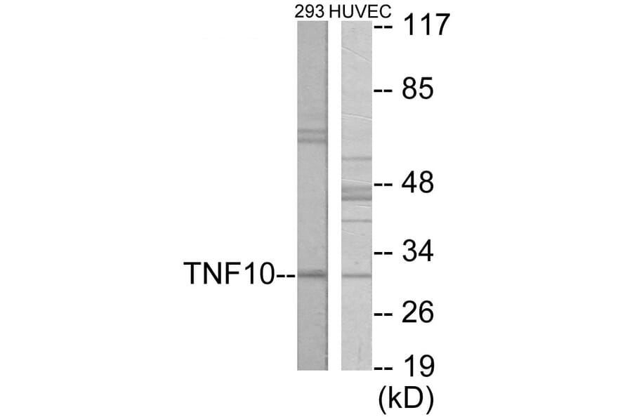 Western Blot - CD253 Cell Based ELISA Kit (CB5906) - Antibodies.com