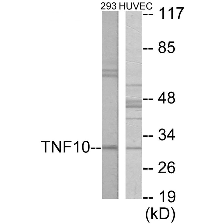 Western Blot - CD253 Cell Based ELISA Kit (CB5906) - Antibodies.com