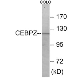 Western Blot - CEBPZ Cell Based ELISA Kit (CB5957) - Antibodies.com