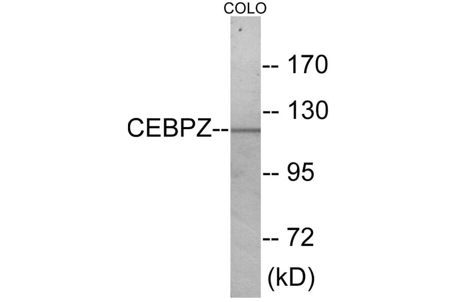 Western Blot - CEBPZ Cell Based ELISA Kit (CB5957) - Antibodies.com