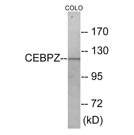 Western Blot - CEBPZ Cell Based ELISA Kit (CB5957) - Antibodies.com