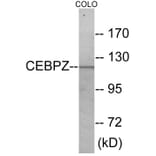 Western Blot - CEBPZ Cell Based ELISA Kit (CB5957) - Antibodies.com