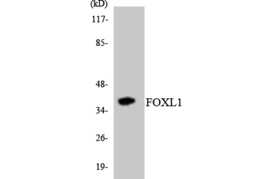 Western Blot - FOXL1 Cell Based ELISA Kit (CB5978) - Antibodies.com
